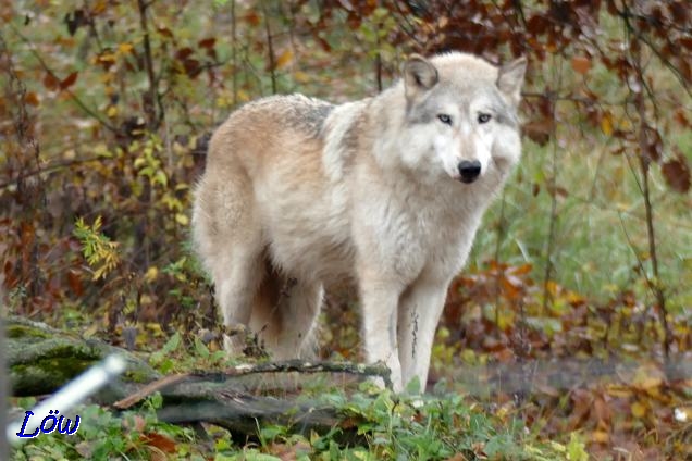 11.11.2018- Eurasierherbsttreffen, Wolfszentrum Ernstbrunn